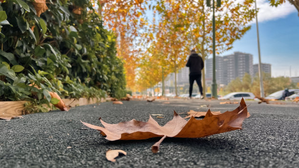 秋天阳光下，地上黄色的枫叶图片下载