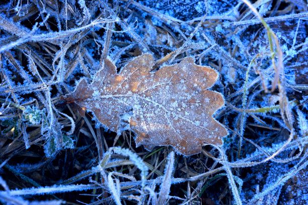 磨砂橡树叶和草图片下载