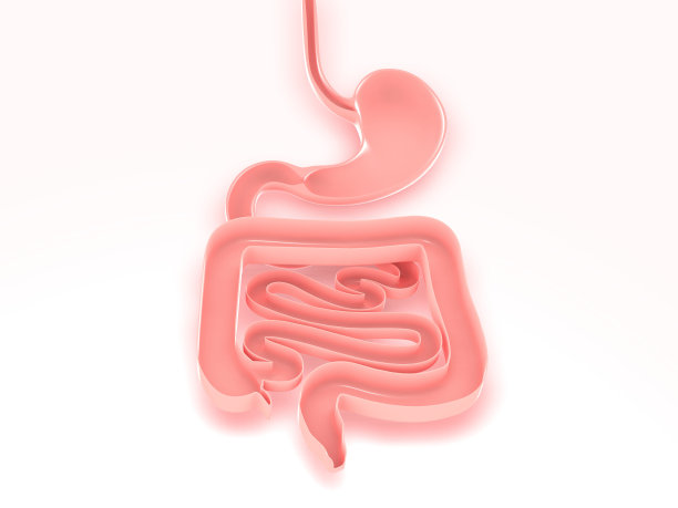 消化系统、大肠和小肠的三维解剖图。图片下载