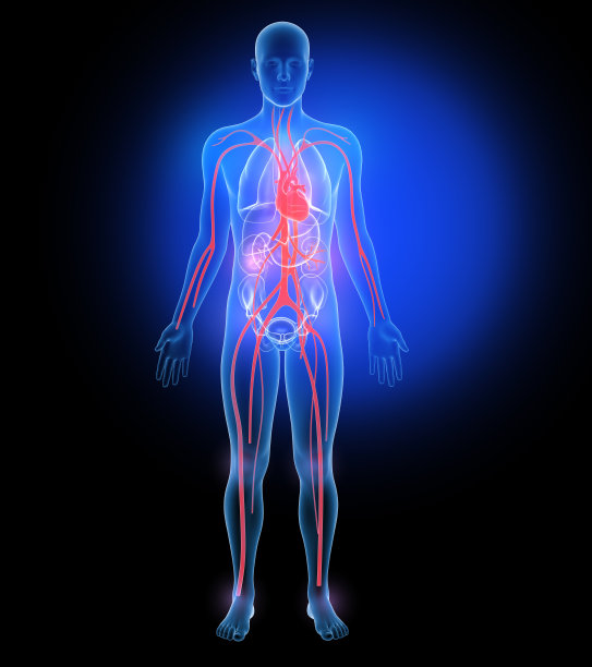 内部器官和骨骼的3d插图，由透明玻璃制成。图片下载