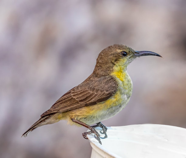 特写照片，一只橄榄背的太阳鸟坐在一个水罐看前面图片下载