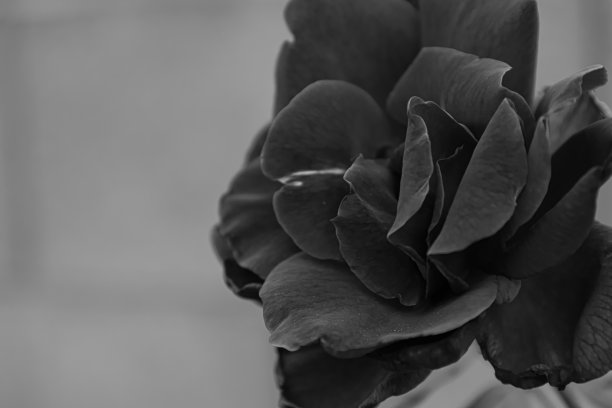在模糊的背景上，一个美丽的日本山茶花的灰度特写镜头图片下载