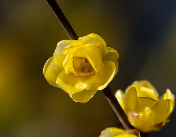 一些腊梅花生长在树枝上的特写镜头。图片下载