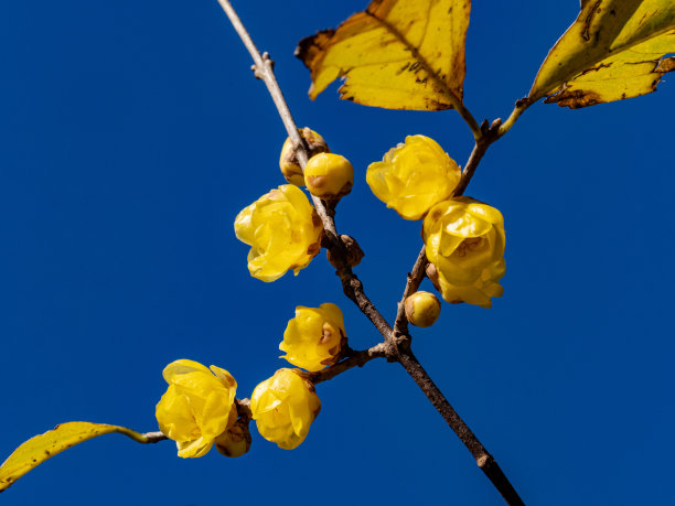 特写镜头的一些腊梅花生长在树枝在天空的背景。图片下载