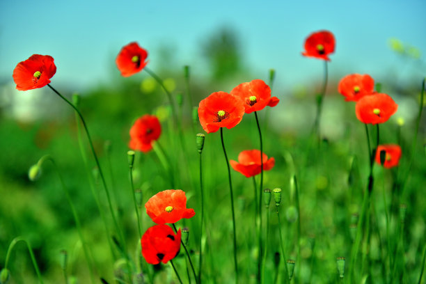 罂粟领域图片下载