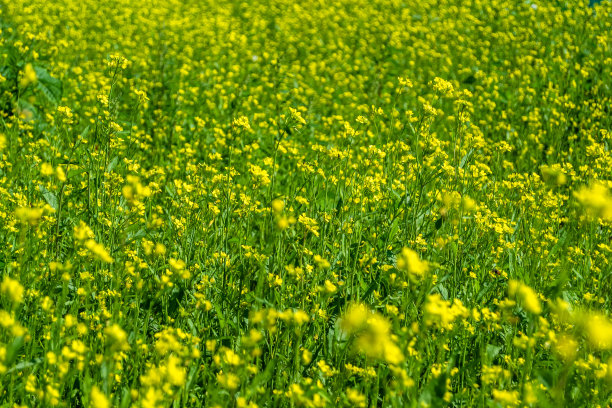 摄影主题上的精细野生生长的花芥末的背景草地图片下载