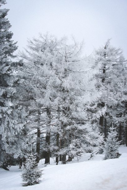 德国哈尔茨的布罗肯山上的雪林图片下载