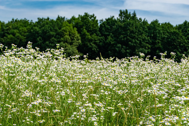 美丽的野生生长的花墨西哥雏菊在背景草地图片下载