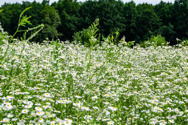 美丽的野生生长的花墨西哥雏菊在背景草地图片下载