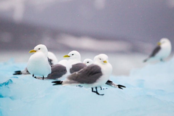 三趾鸥在北冰洋浮冰上休息图片下载