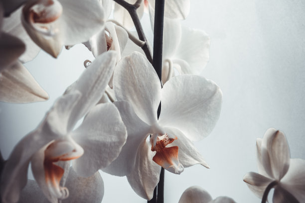 白色背景上的白色兰花特写：蝴蝶兰，适用于海报、日历、屏保、壁纸、明信片、banner、封面、网站图片下载
