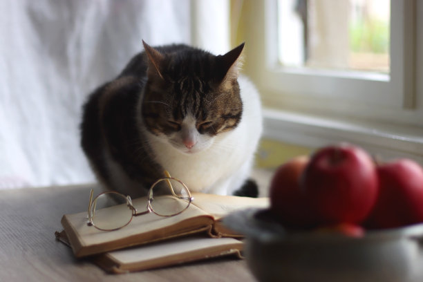 苹果碗，书，眼镜和猫图片下载