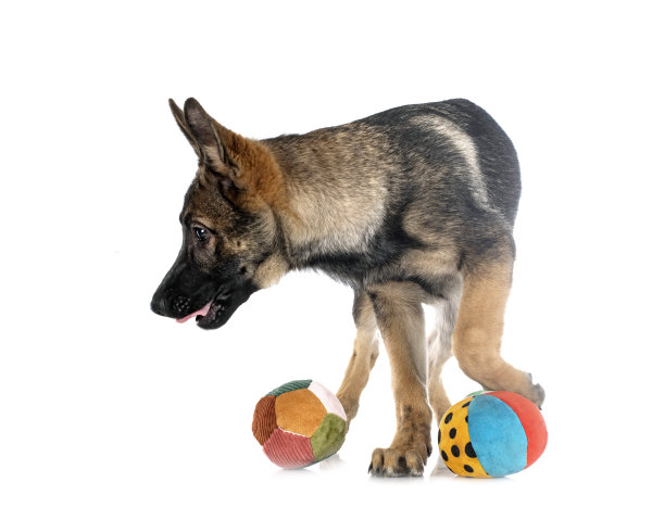 年轻的德国牧羊犬图片下载