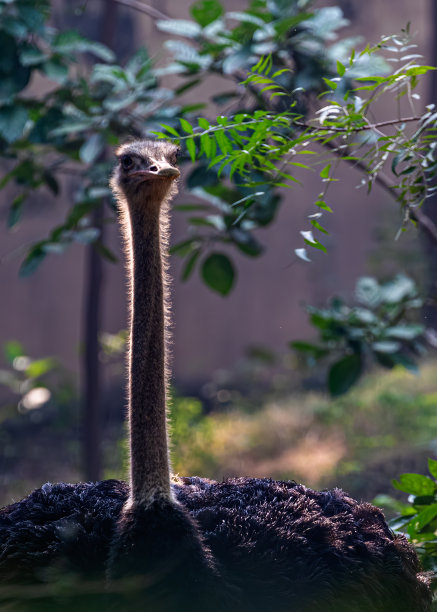 一只鸵鸟在阳光下的照片图片下载