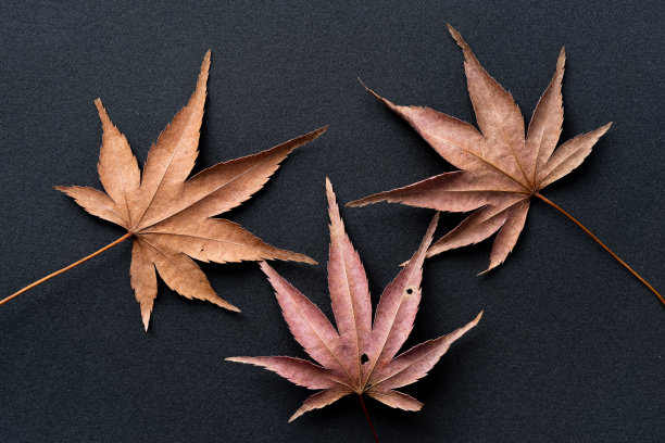 日本枫落叶图片下载