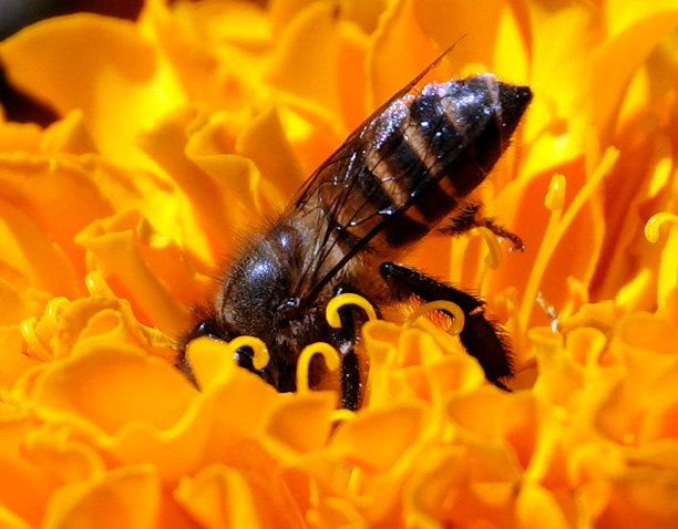 特写镜头的东非低地蜜蜂授粉橙花图片下载