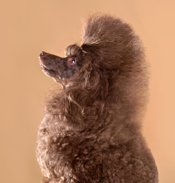 巧克力可爱的玩具卷毛狗图片下载