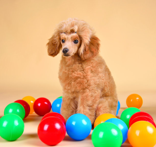 彩球贵宾犬图片下载