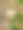 在希腊伊维亚岛的树枝上的杏仁水果特写图片下载