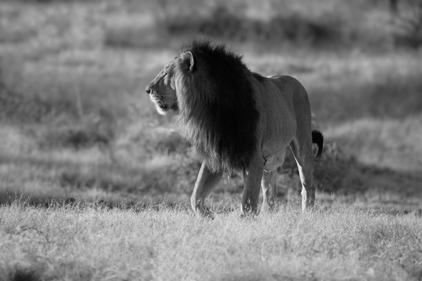 雄伟的图片下载