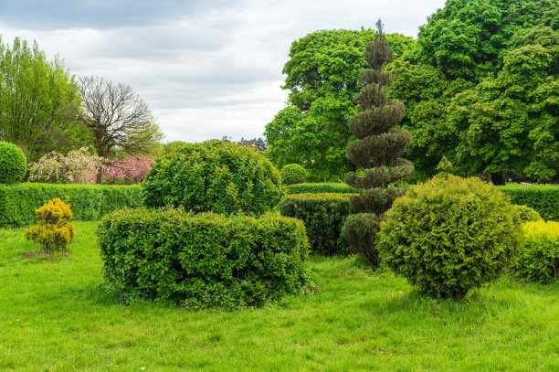 公园设计中的园林艺术。修剪树木和灌木在夏季城市公园。常绿景观公园图片下载