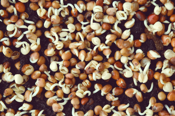 西兰花芽的特写。在家种植微型蔬菜。图片下载