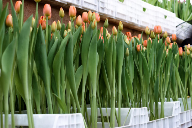 温室里盛开的珊瑚郁金香。小生意。春天的概念,园艺。妇女和母亲节。图片下载