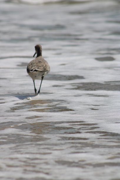 沿海鸟类图片下载