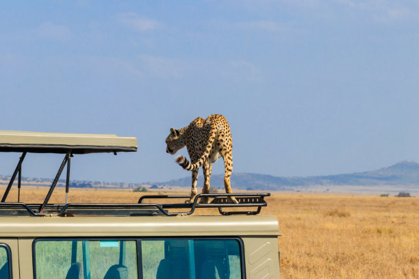 坦桑尼亚塞伦盖蒂国家公园的稀树草原上，一只猎豹(Acinonyx jubatus)坐在SUV车顶上。非洲之旅图片下载