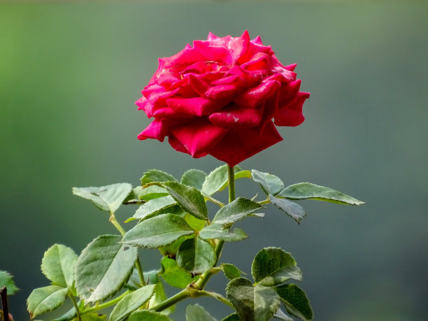 盛开的玫瑰图片下载