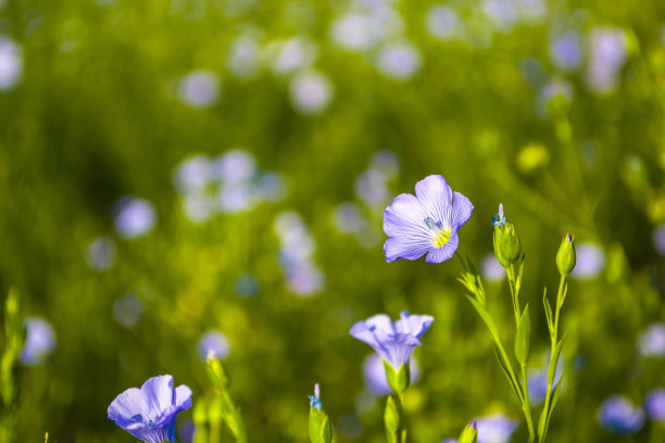 美丽的蓝色药用亚麻花盛开了。图片下载