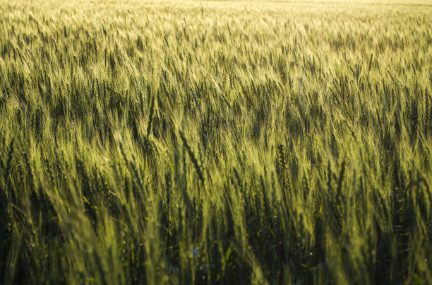 成熟的小麦在公司特写收割和出售图片下载