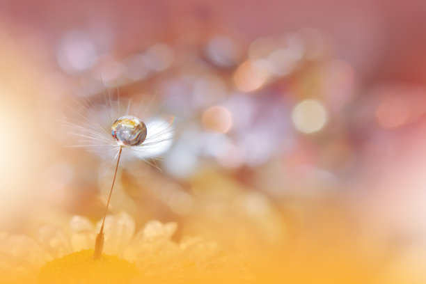 美丽的自然背景。微距拍摄惊人的春天蒲公英花。艺术设计。特写摄影。概念抽象照片。奇幻花卉艺术。创意艺术壁纸。黄颜色。白色Daisy.Colorful,颜色、植物。水drop.Romantic,爱。图片下载