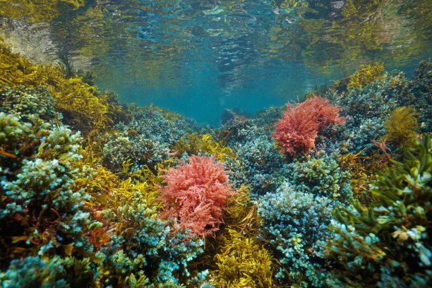 五彩缤纷的海藻在水下的海洋东部大西洋藻类图片下载