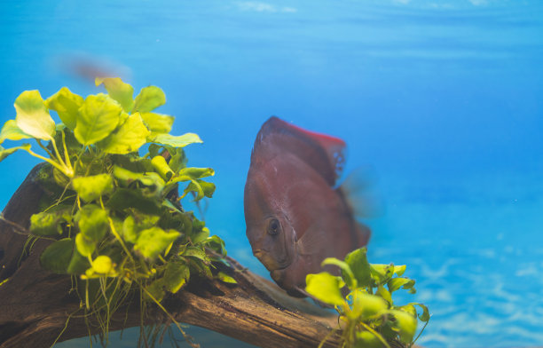 美丽的红盖铁饼鱼游泳在水族馆。瑞典。图片下载