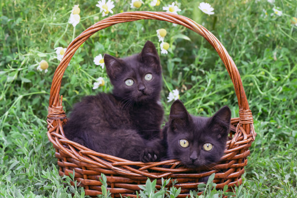两只小黑猫坐在花园里的柳条篮子里。春节贺卡。动物主题。图片下载