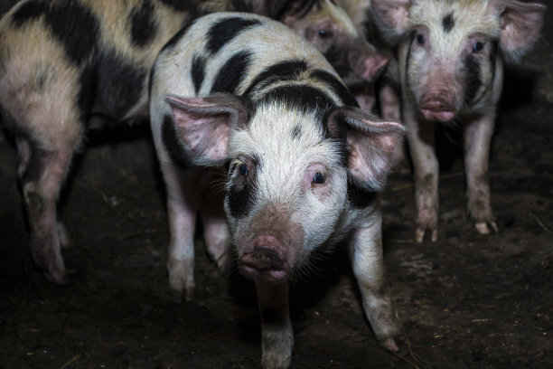 猪脸在农业农场的铁笼子里。猪动物是人类世界的食物图片下载
