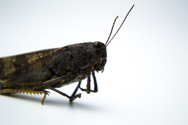 白底昆虫，蚱蜢特写，你的题词的地方。一个该死的杀虫剂广告。图片下载