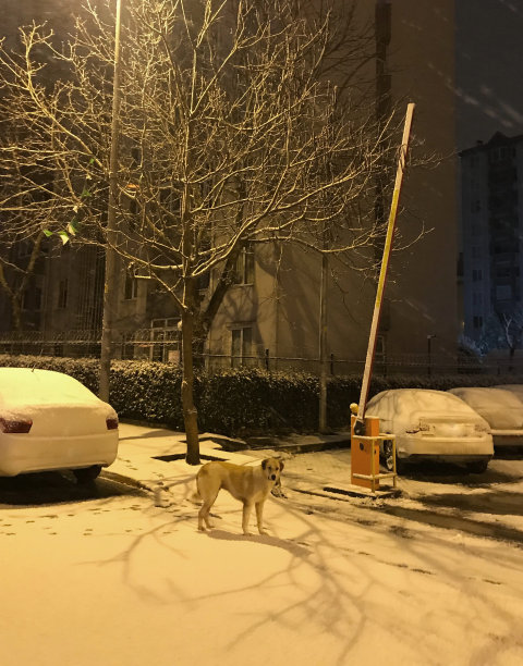 冰冷街道上的流浪狗图片下载