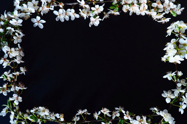 框架由黑色背景上的白色花朵制成。顶视图花卉构图。平铺布置。春天的背景概念背景装饰由鸟樱花花蕾。有复印空间的明信片图片下载