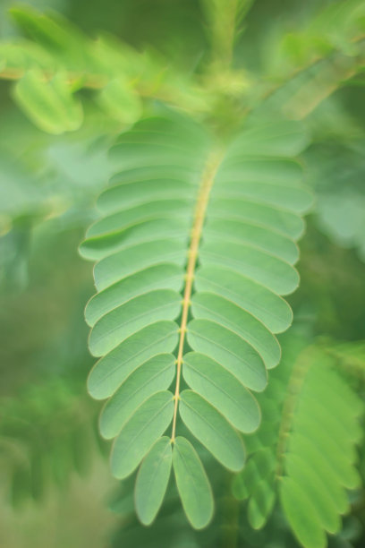 田菁:田菁细长的绿色叶子图片下载