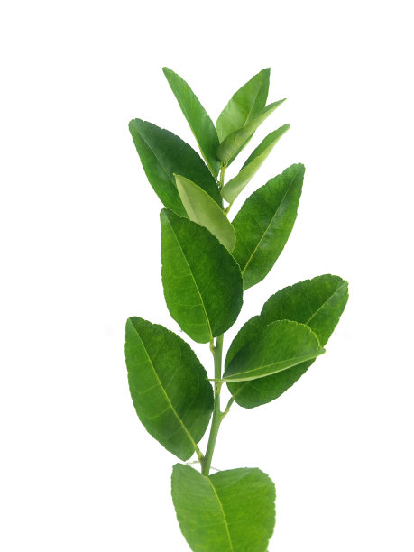 柠檬树的树枝/茎/叶图片下载