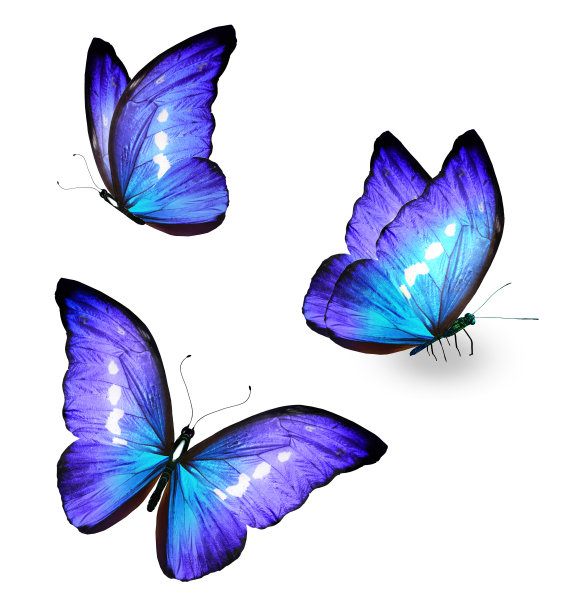 彩色大闪蝶，孤立在白色背景上图片下载