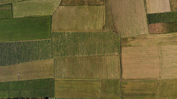 鸟瞰玉米田与绿色玉米-农业无人机照片图片下载