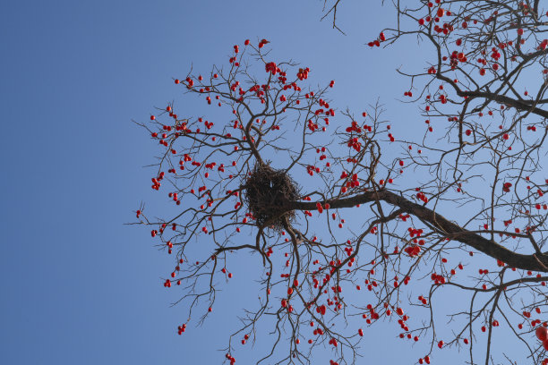 山柿子树。图片下载