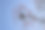 山柿子树。图片下载