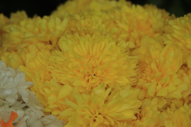 美丽的黄色菊花作为背景图片。菊花墙纸，菊花秋。图片下载