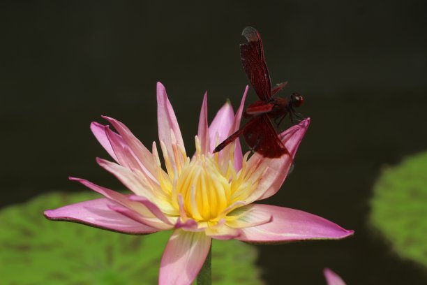 美丽的花朵粉红色的睡莲和红色的蜻蜓图片下载