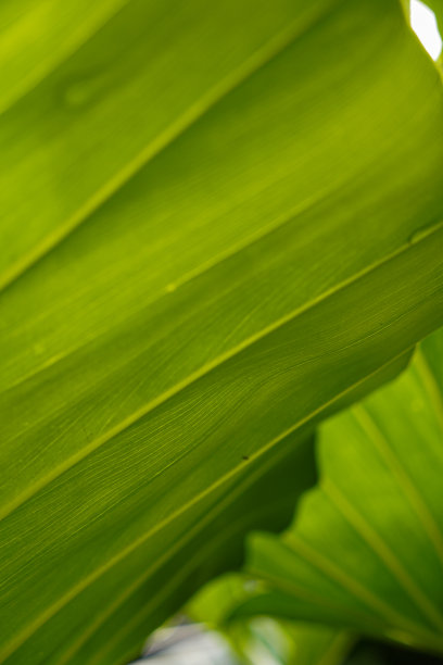热带植物叶子，纹理，微距照片，极简主义图片下载