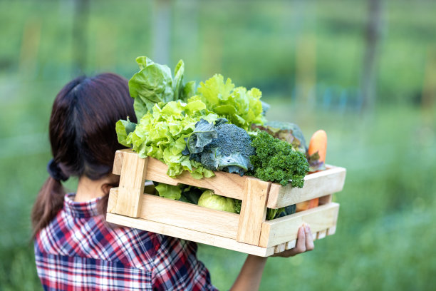图为，为了收获季节和健康饮食，一名农民正把装满新鲜采摘的有机蔬菜的木托盘举过头顶图片下载